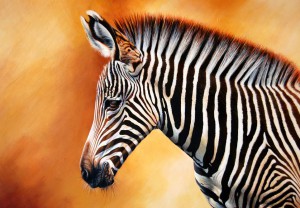 Zebra 